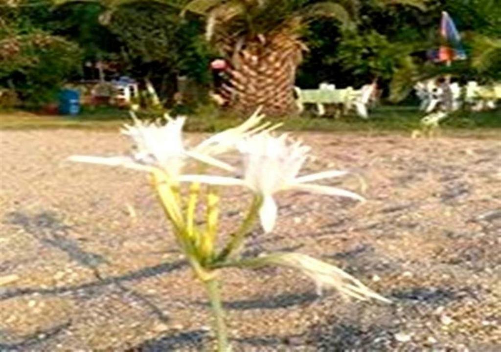 Aslihan Motel Anamur Exterior photo